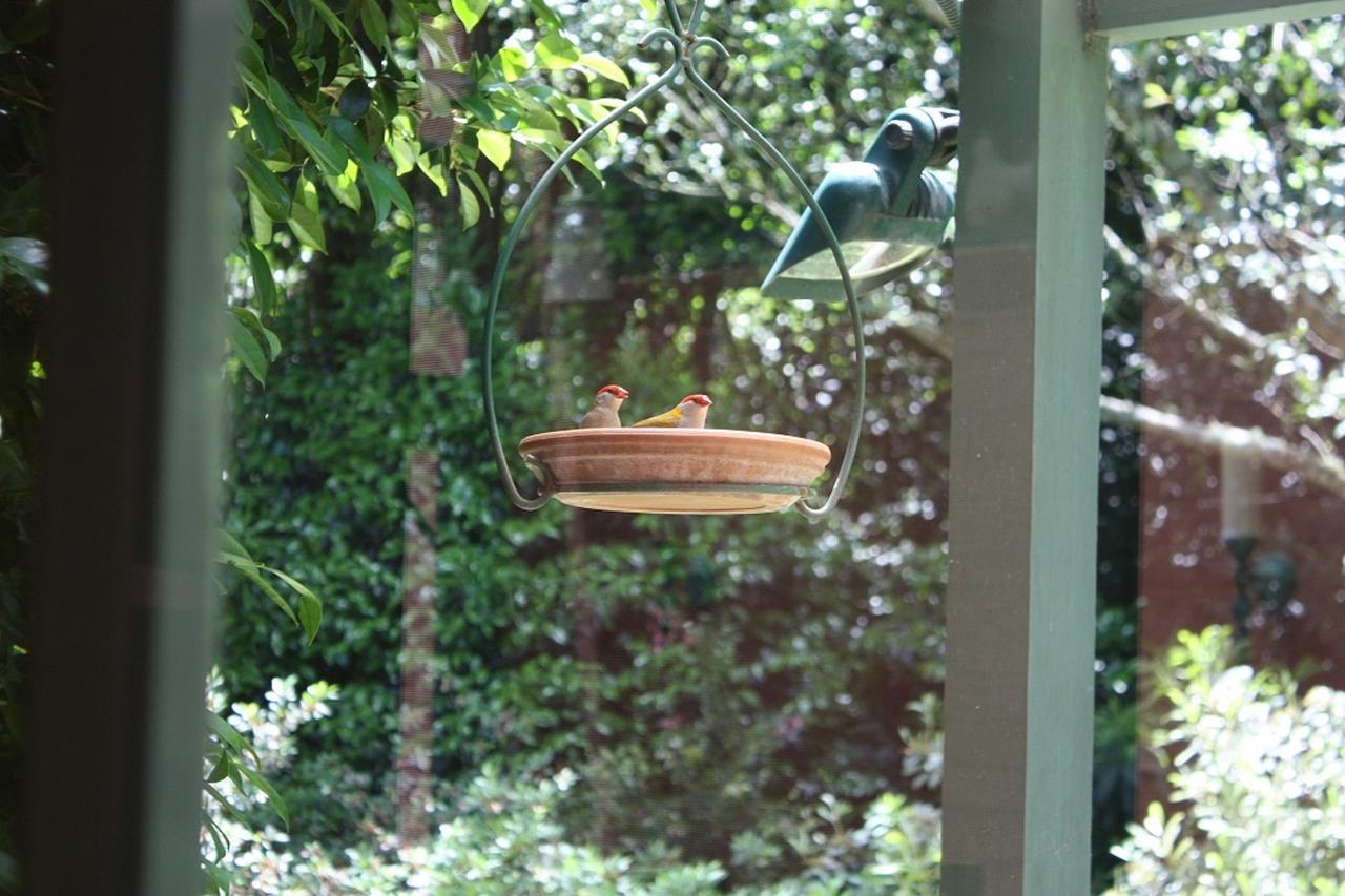 Mandalay House Bed and Breakfast Bellawongarah Buitenkant foto